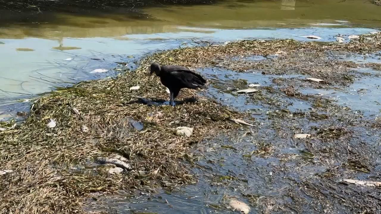 Fish kill at Lake Hollingsworth raises concerns in Lakeland
