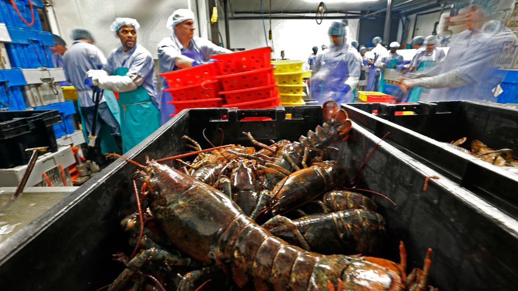 FILE - Lobsters are processed at the Sea Hag Seafood plant in Tenants Harbor, Maine, June 20, 2014. (AP Photo/Robert F. Bukaty, File)