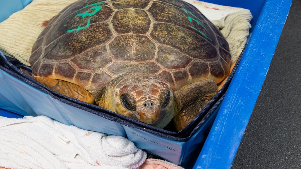 Turtles Rescued From Cape Cod Rehabbing at Florida Aquarium