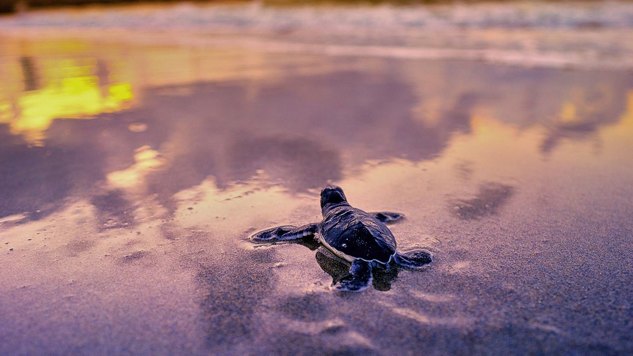 Sea turtle picture