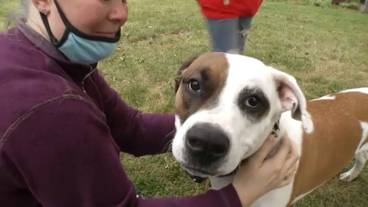 Lollypop Farm Helping Challenged Dogs Find Loving Homes