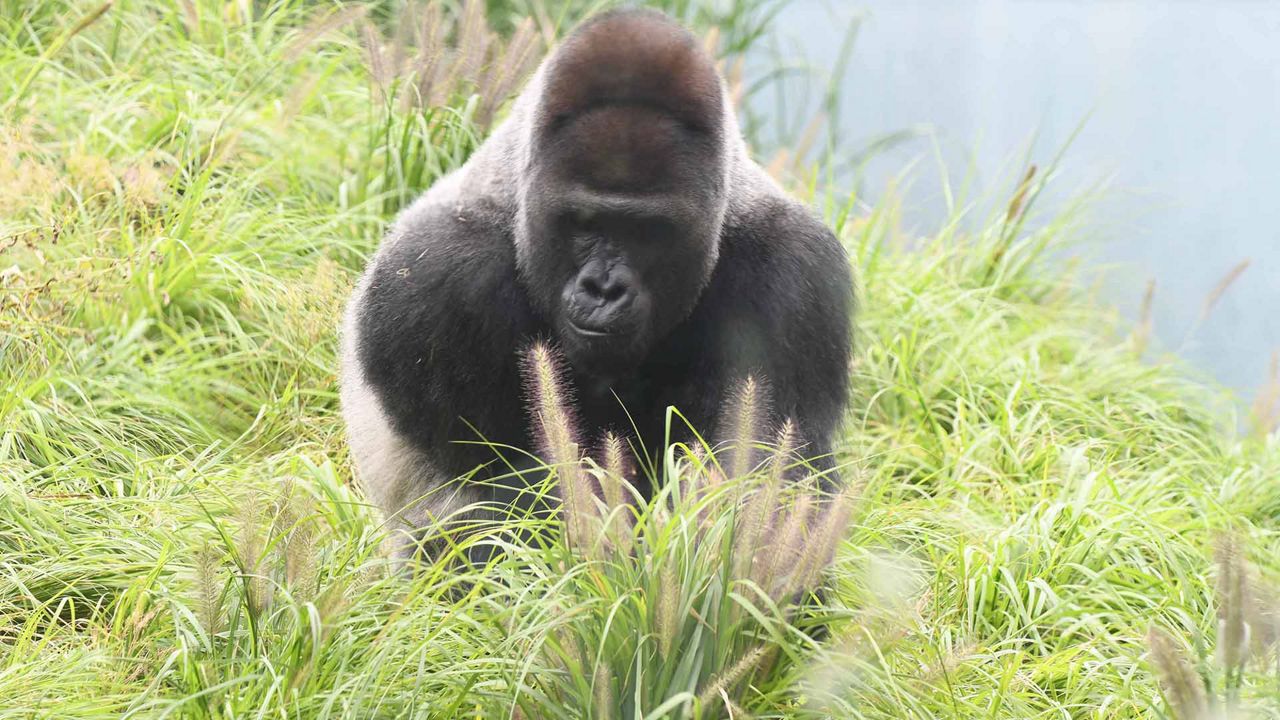 Jelani the gorilla. (Louisville Zoo)