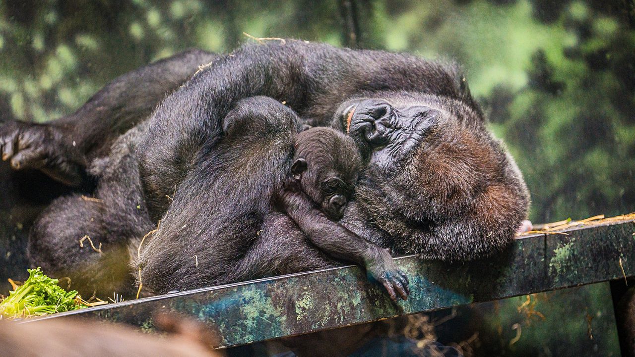 Check out the Louisville Zoo's new baby gorilla 