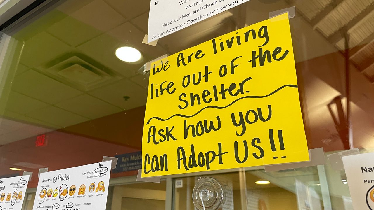 A sign above a board of animals currently being fostered at Louisville Metro Animal Services (Spectrum News 1/Mason Brighton)