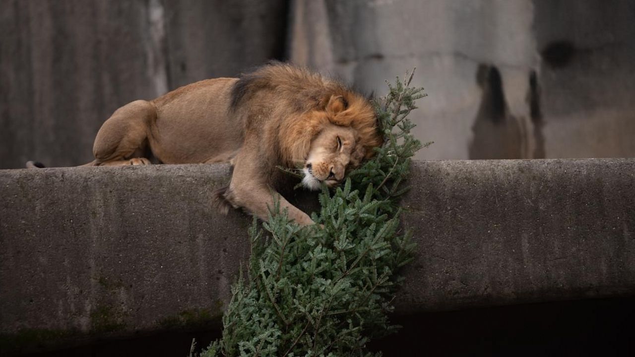 Louisville Zoo seeks volunteer gardeners