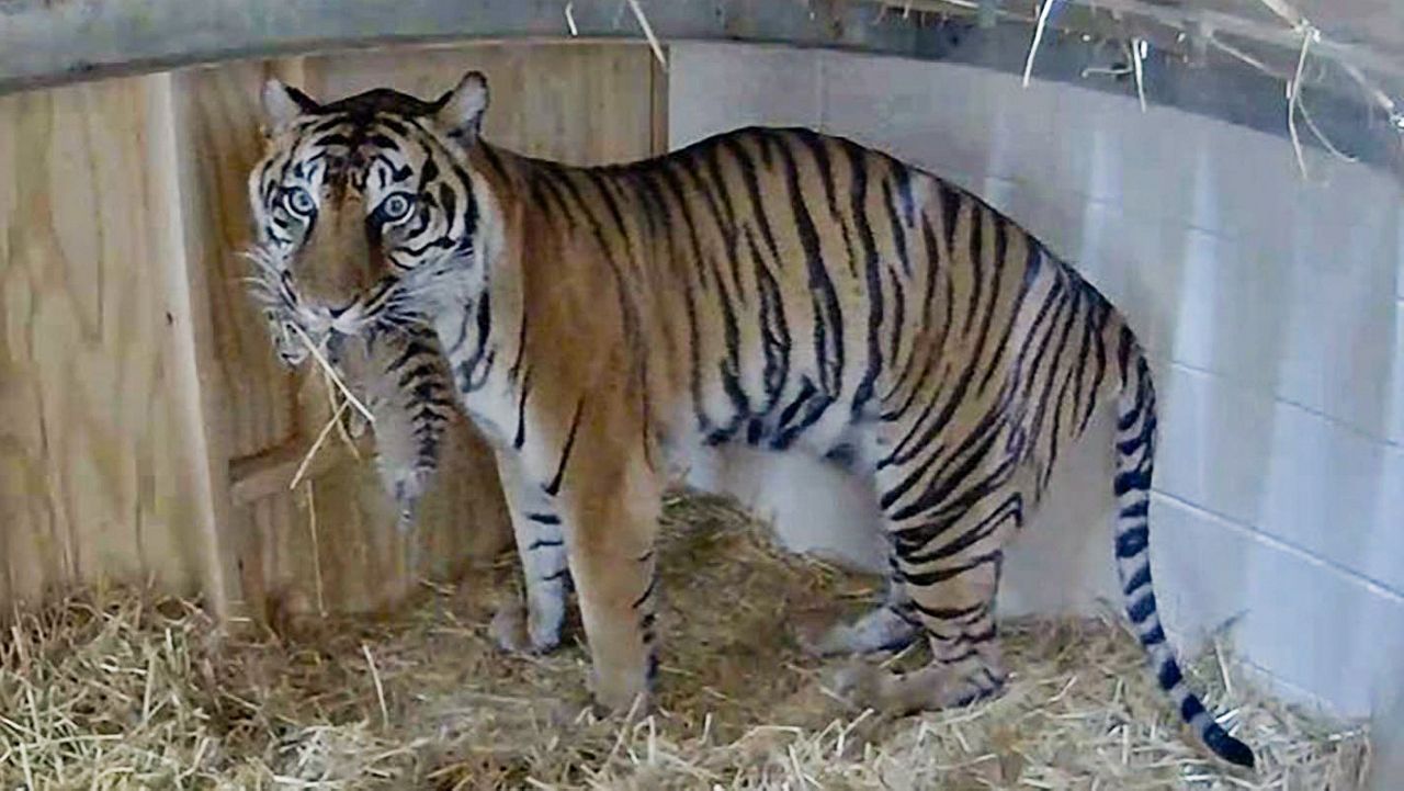 Louisville Zoo celebrates rare tiger birth