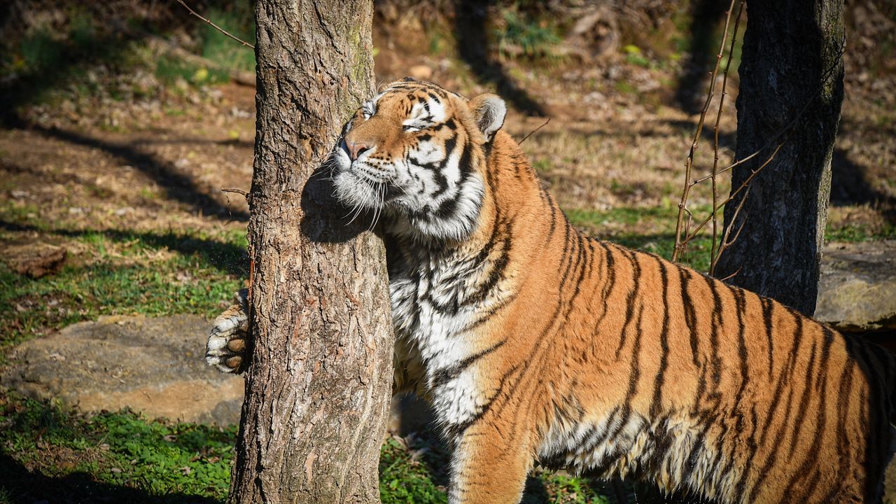 Louisville Zoo welcomes male Amur tiger, Timmy 