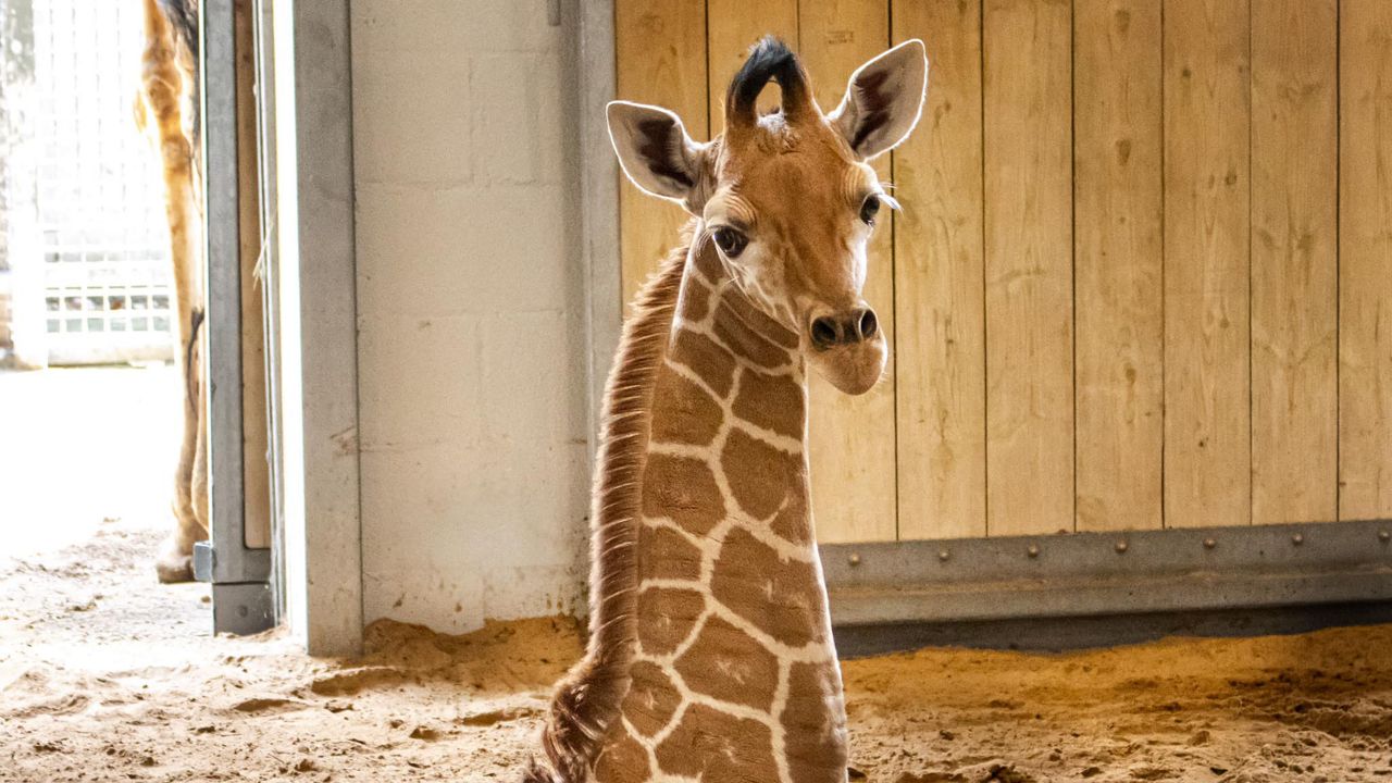 Lucchese the giraffe. (Photo Courtesy Fort Worth Zoo's Facebook Page)