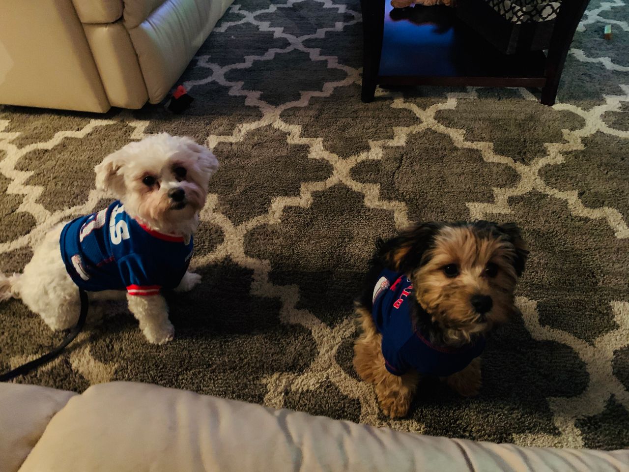 Bills Fans Ready for the Playoffs 