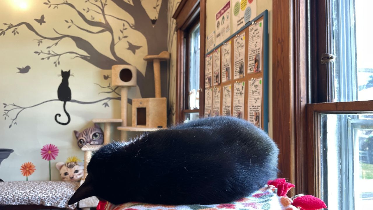Community rallies to keep a Kentucky cat cafe open