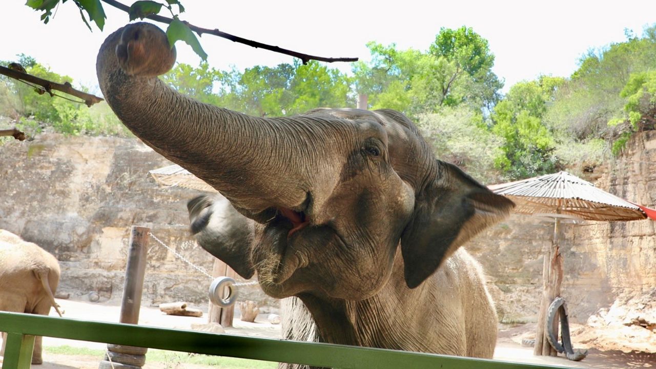 Oldest elephant in country meets end at San Antonio Zoo