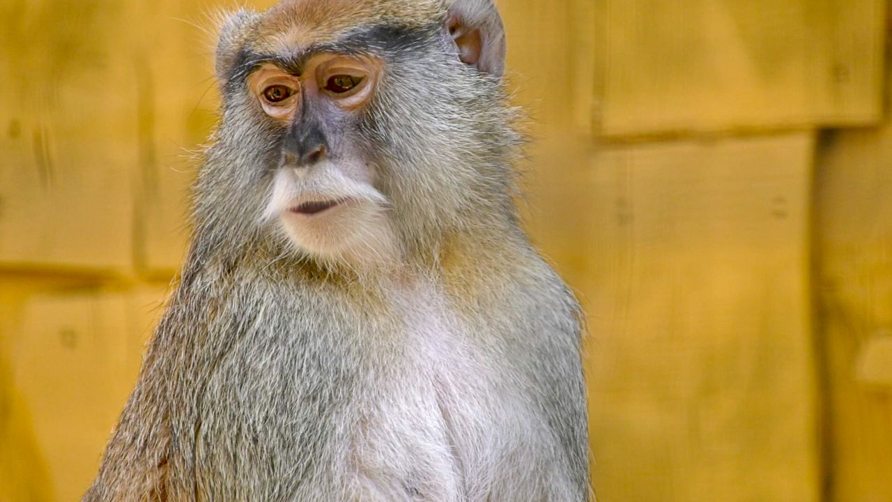 Business picks up at Lupa Zoo in Ludlow