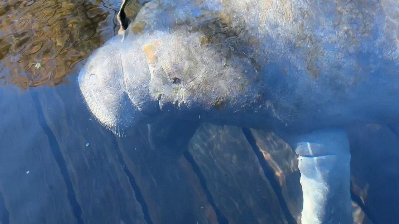 Manatee being treated at Zoo Tampa.