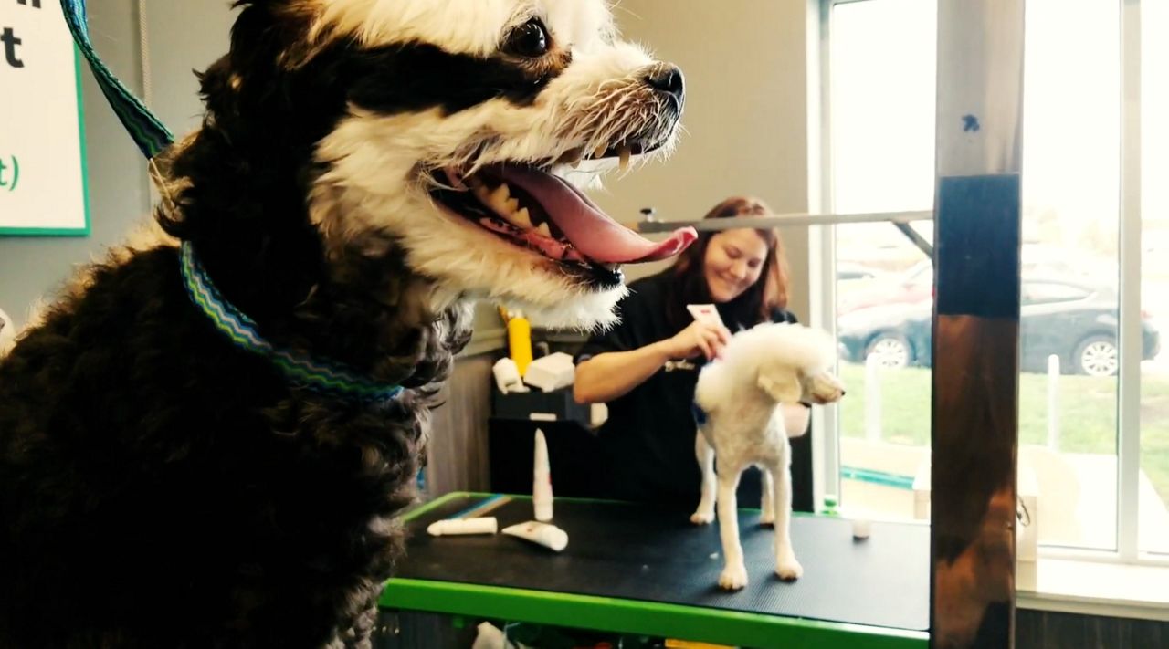 Fitchburg Groomer Colors Halloween Hounds