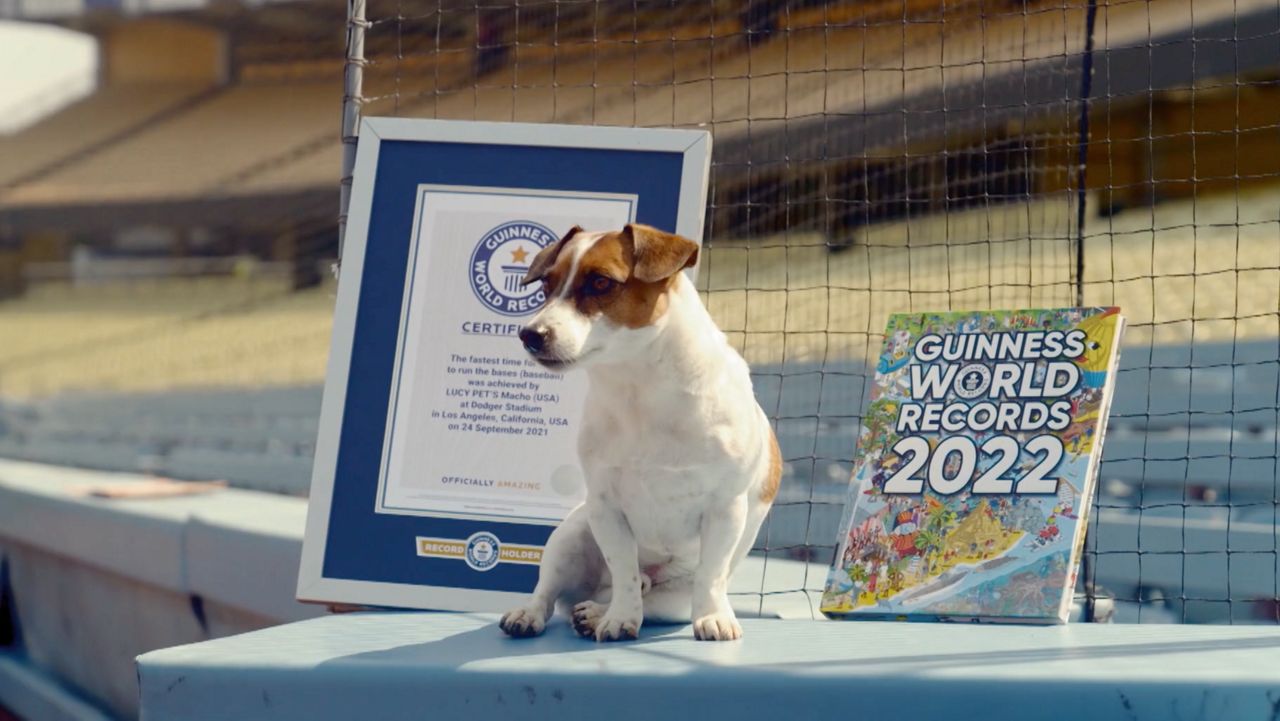 Fast little legs: Russell Terrier Macho declared fastest doggie baserunner  at Dodger Stadium – KIRO 7 News Seattle