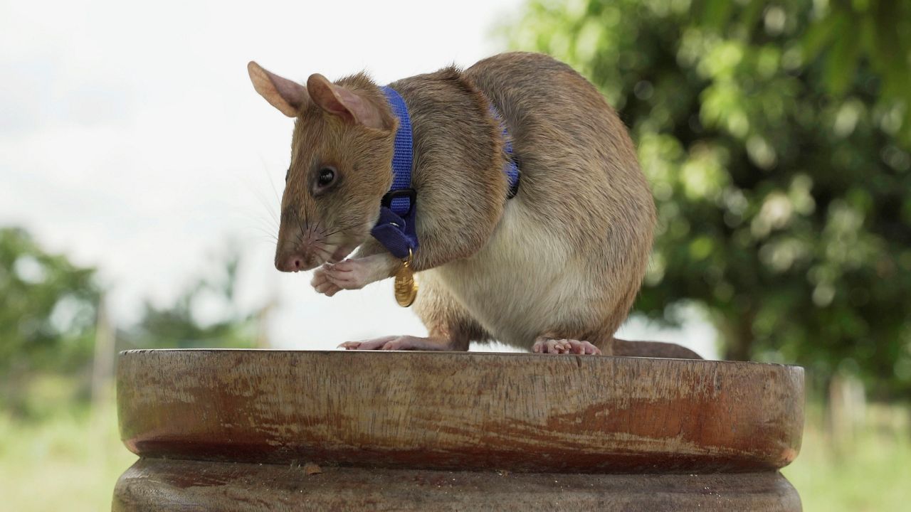 Cambodian landmine detection rat, Magawa, wearing his PDSA Gold Medal. (PDSA via AP)