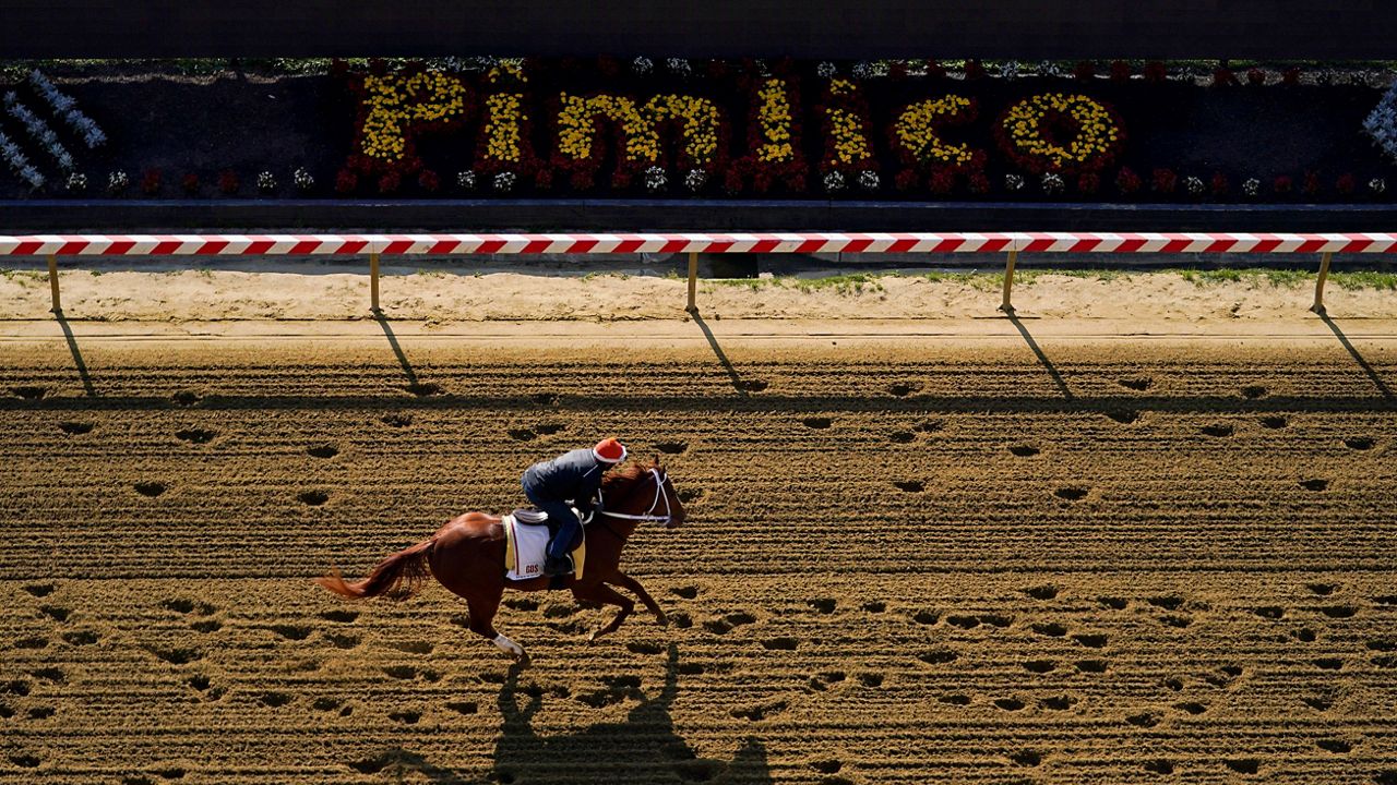 Kentucky Derby winner Mage works out ahead of the 148th running of the Preakness Stakes horse race at Pimlico Race Course, Thursday, May 18, 2023, in Baltimore. 