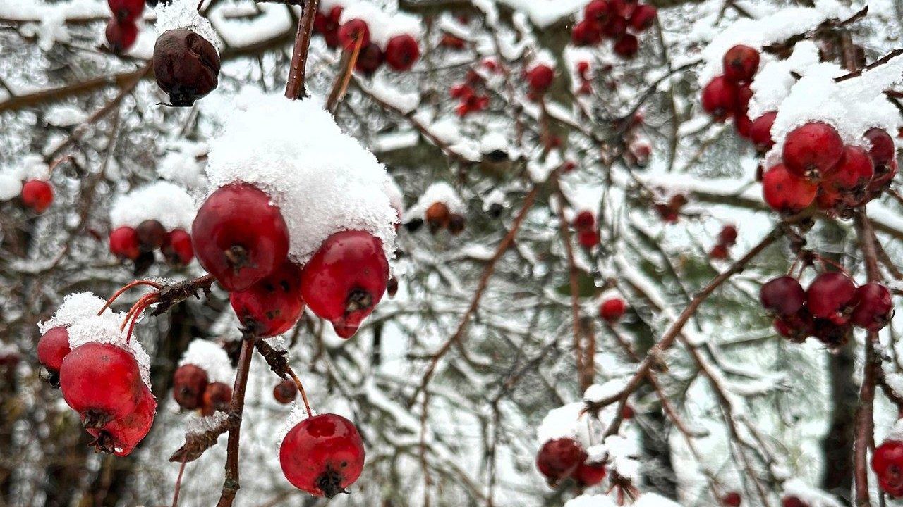 Heavy wet snowfall