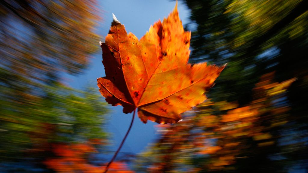 FILE - A maple leaf falls on a crisp autumn day, Oct. 14, 2009, in Freeport, Maine. (AP Photo/Robert F. Bukaty, File)