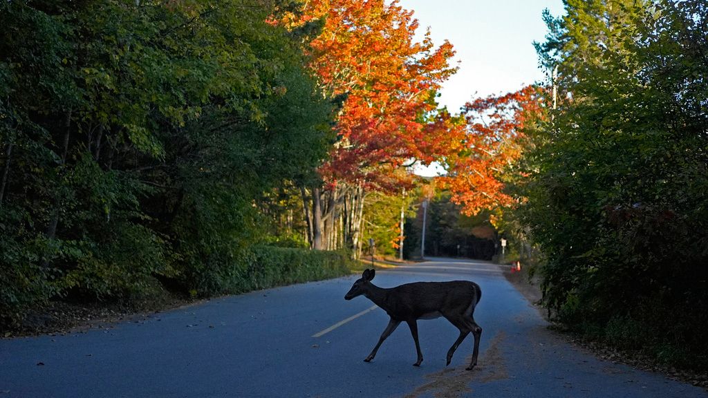 Ohio to begin deer gun hunting season on Monday