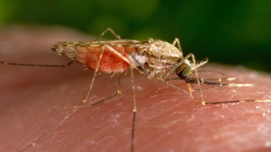 This 2014 photo made available by the U.S. Centers for Disease Control and Prevention shows a feeding female Anopheles gambiae mosquito. The species is a known vector for the parasitic disease malaria. The United States has seen five cases of malaria spread by mosquitos in the last two months...the first time there’s been local spread in 20 years. There were four cases detected in Florida and one in Texas, according to a health alert issued Monday, June 26, 2023, by the CDC. (James Gathany/CDC via AP, File)