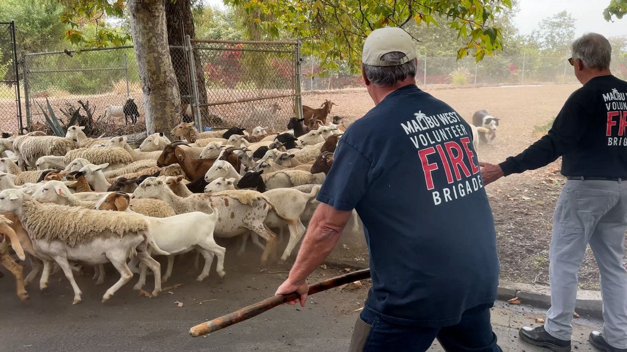 Malibu community is turning to goats to clear brush ahead of El Niño event