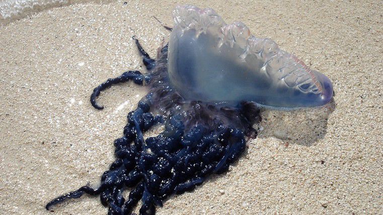 Sightings of Portuguese Man o’ War trigger warning for North Carolina beach