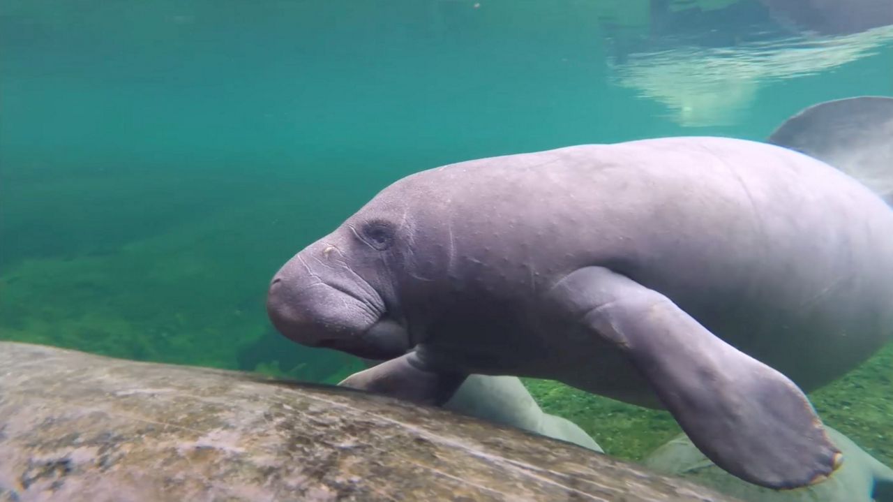 Duo Working to Help Save Florida's Manatees