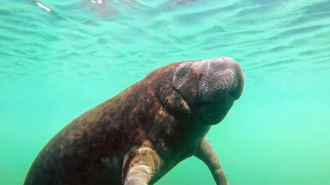 According to the FWC, 674 manatees have already been reported dead this year. In total, 637 died in 2020, which was still well above the five-year average. (File photo)
