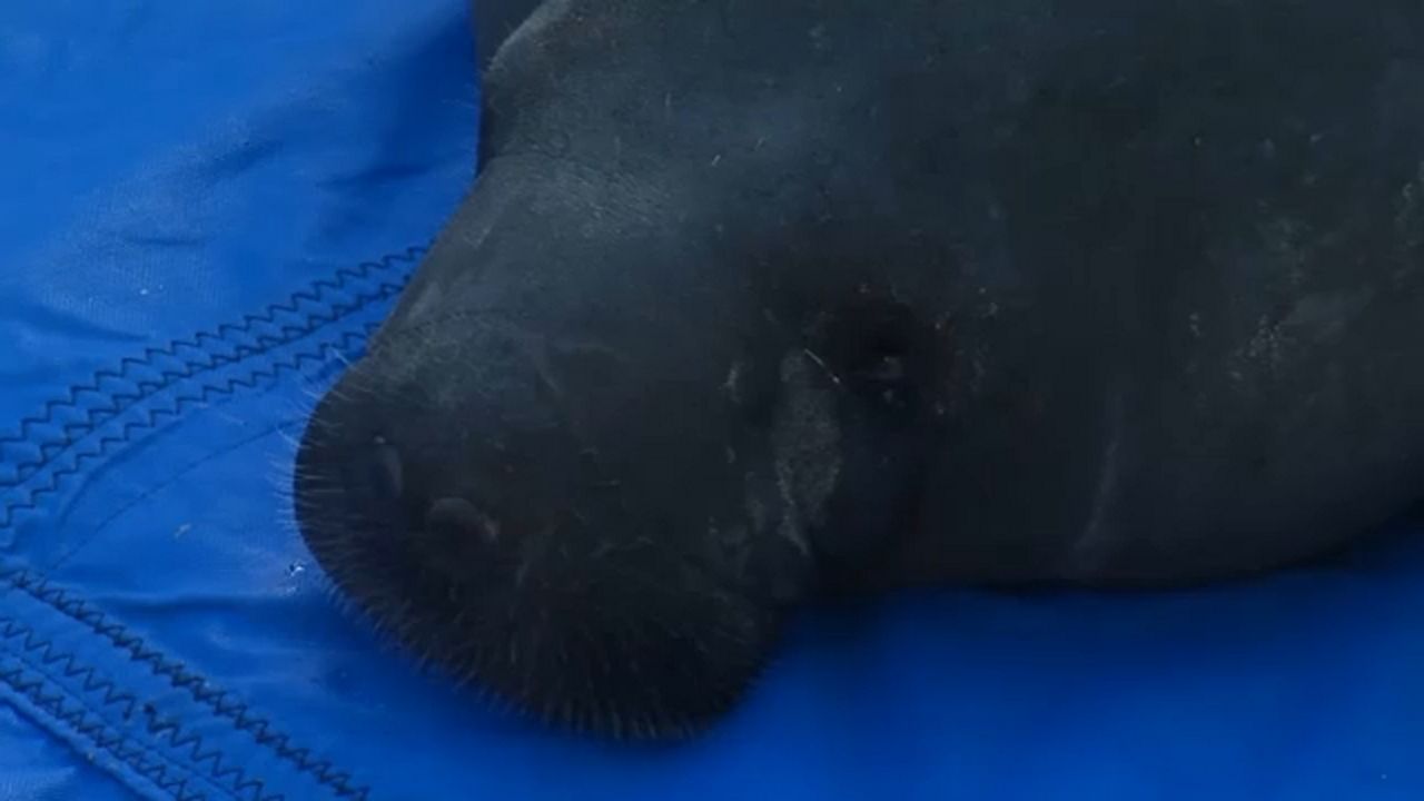 After a successful recovery, Corduroy the manatee was released in Apollo Beach on Tuesday morning. (Spectrum News)