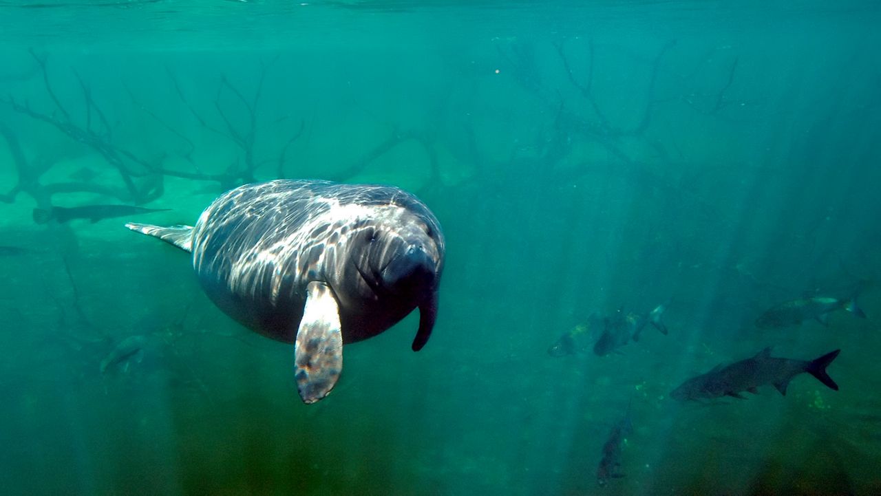 Florida manatee (AP Photo)