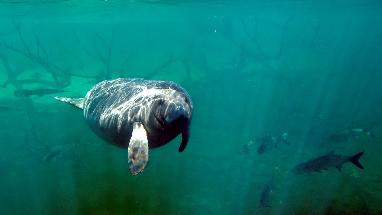 With sea grass disappearing along the Space Coast and cold weather on the way, experts are concerned about how Florida's manatees will handle current conditions in the state. (File Photo)