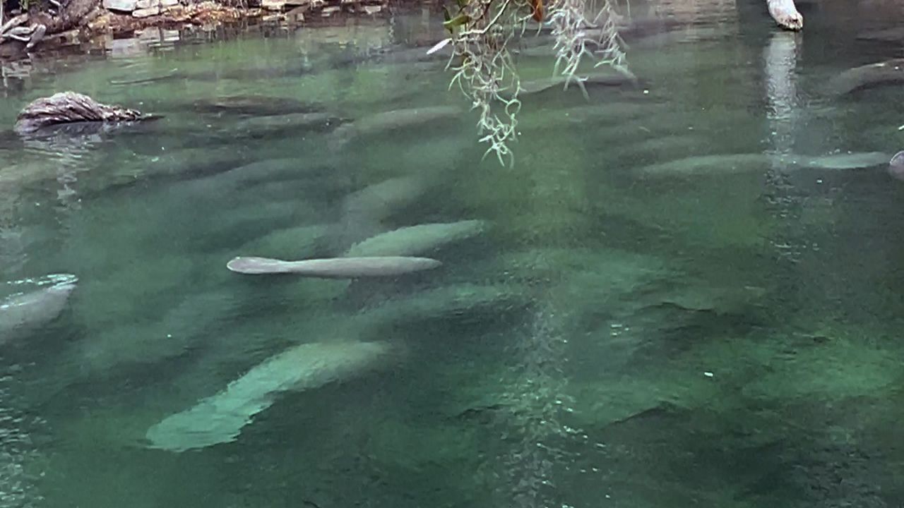 Crowds flock to see manatees during The Manatee Festival