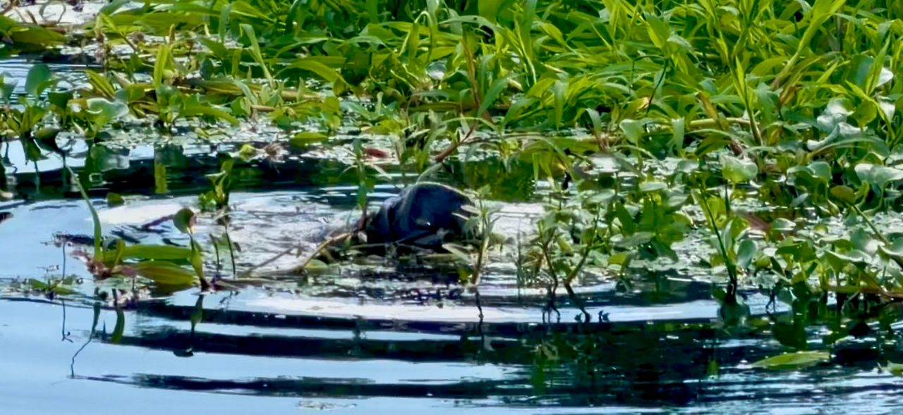 Park rangers, guests document manatee visits to Myakka River State Park