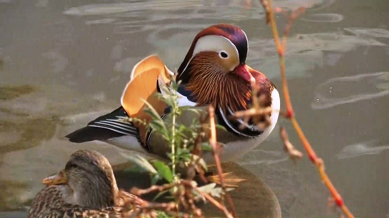 Image result for the pond mandarin duck