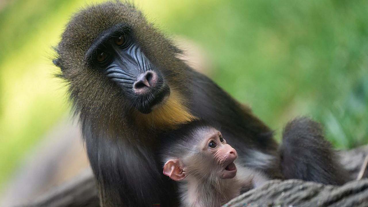 The mandrill parents welcomed the newest addition on June 6. (Photo courtesy of the Columbus Zoo and Aquarium)