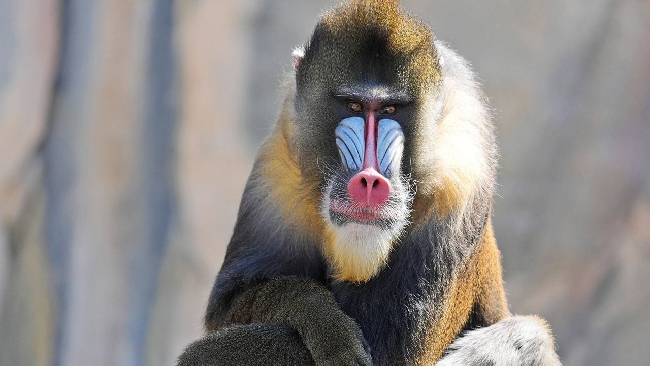 A mandrill sits in its enclosure at the Fort Worth Zoo in Fort Worth, Texas, Friday, Feb. 23, 2024. (AP Photo/LM Otero)