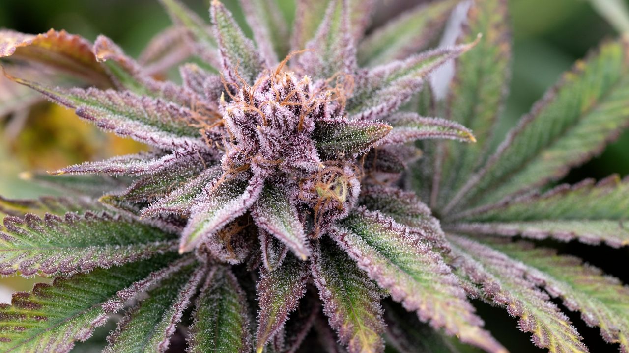 A mature marijuana plant flowering prior to harvest under artificial lights (AP Photo/Richard Vogel)