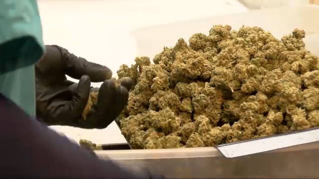 marijuana 
