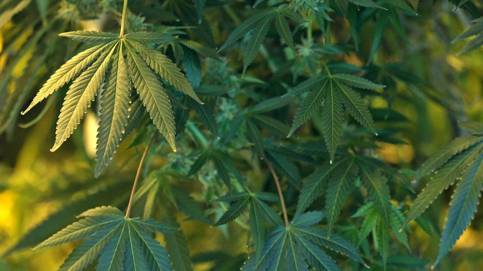 Marijuana plants appear in this file image. (Spectrum News /FILE)