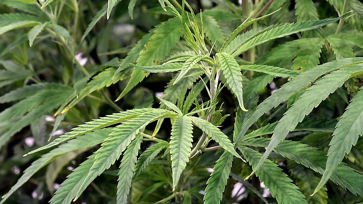 A marijuana plant (AP Photo)