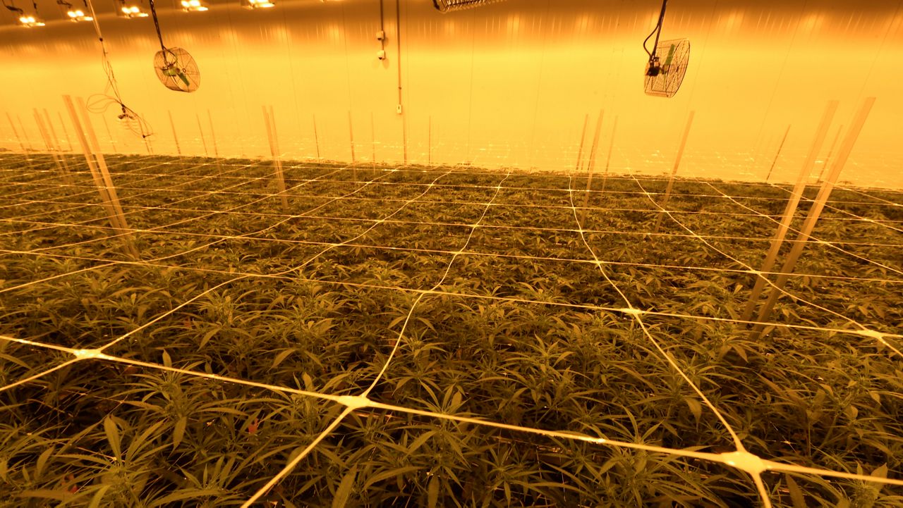 Medical marijuana grown at a facility in Ravena, N.Y. (AP Photo/Hans Pennink)