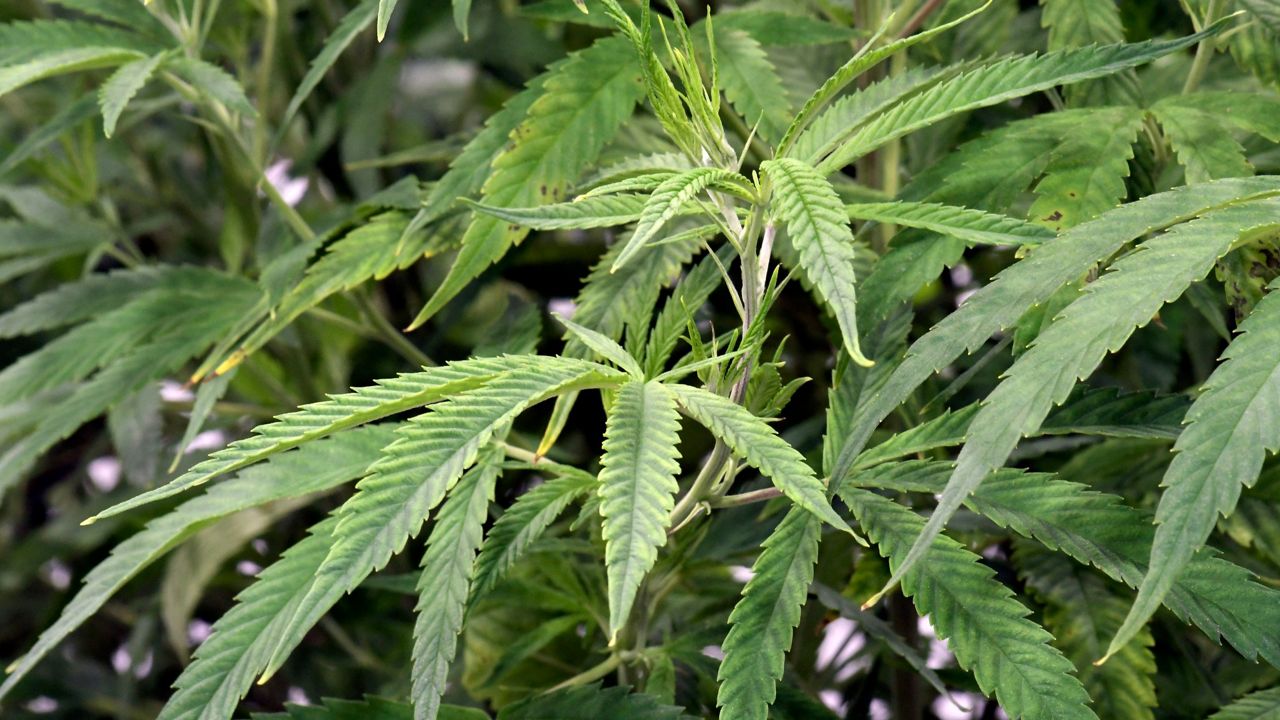 State's first marijuana licenses will go to past offenders