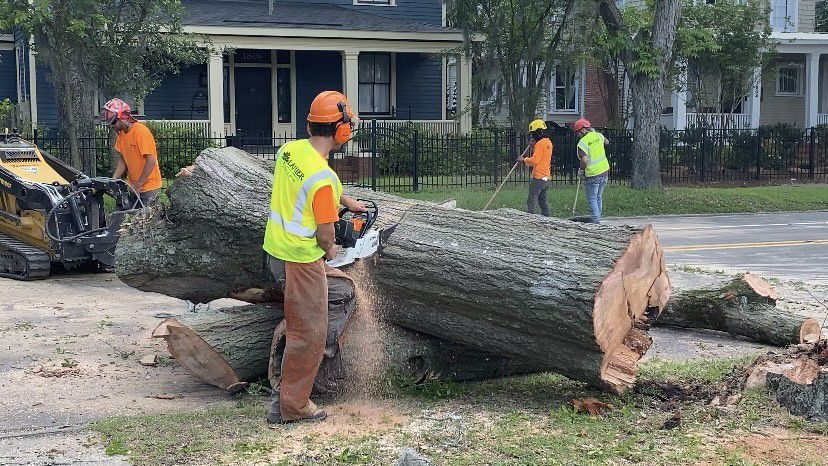 A laurel oak tree is cut down on Market Street. (Spectrum News 1/Natalie Mooney)