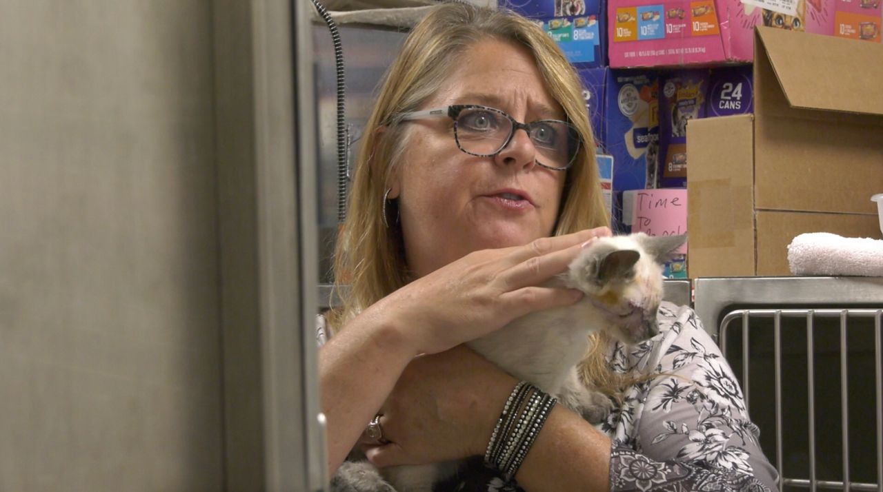 Volunteer goes above and beyond to help feral cats