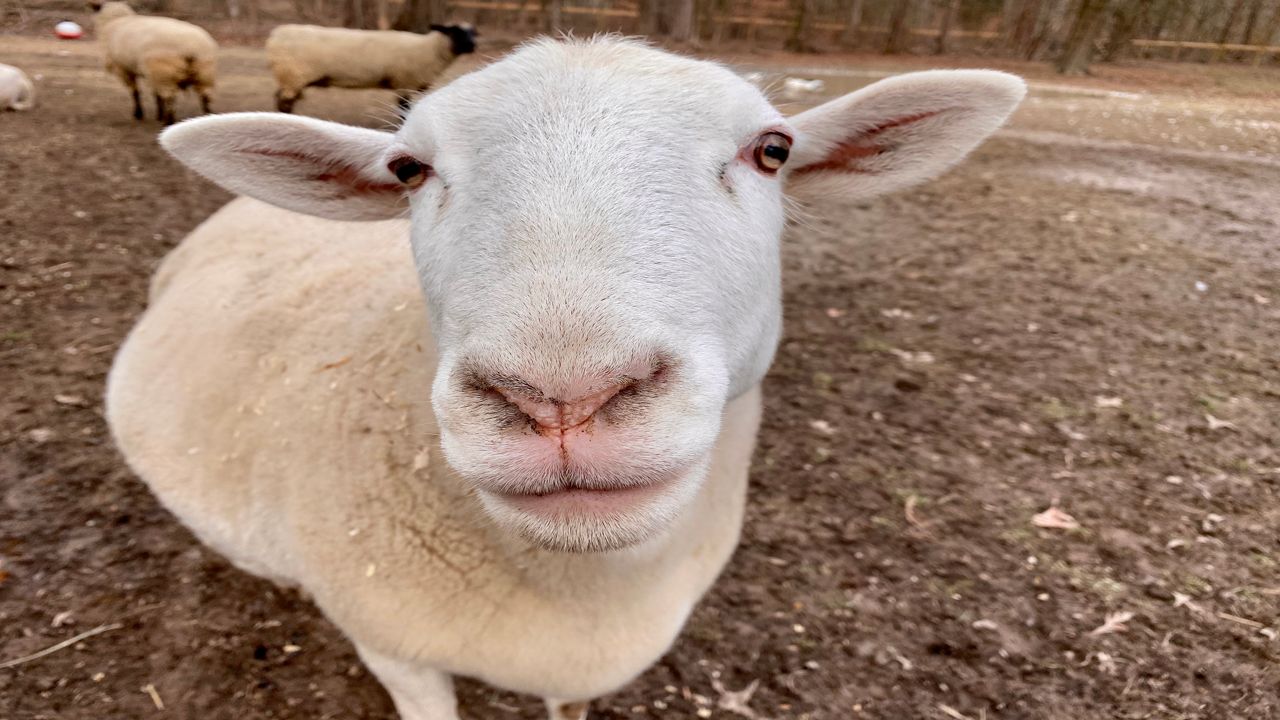 Marvel has been a regular at Foreverland Farm Sanctuary since he was born there on July 28, 2018. Photo Credit: Jessica Noll / Spectrum News)