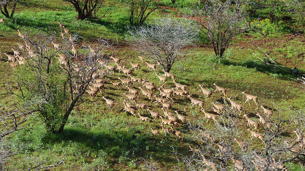 The estimated number of axis deer in Maui County sits at over 60,000. (Wikimedia Commons/Forest & Kim Starr)