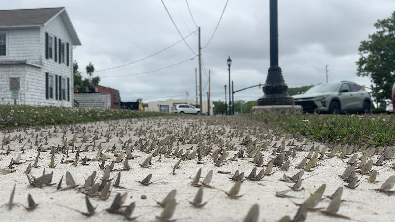 Mayflies cover Lake Erie shoreline cities