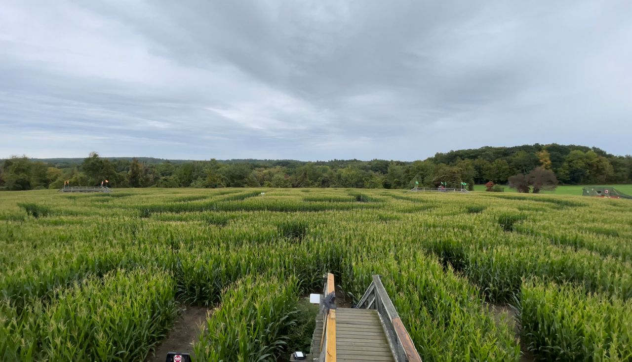 Davis deals corn maze