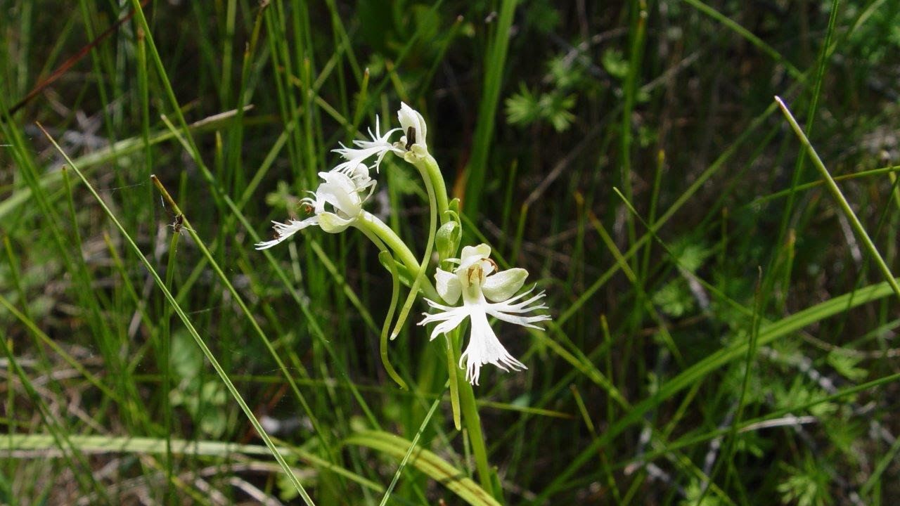 Maine’s rare plants list gets first update since 2015